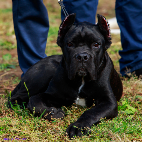 Cane Corso Italiano puppies