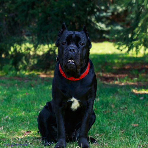 Cane Corso Italiano puppies