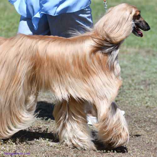 most elegant dog breeds :Afghan Hound