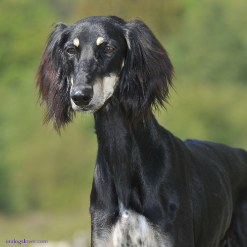 most elegant dog breeds :Saluki