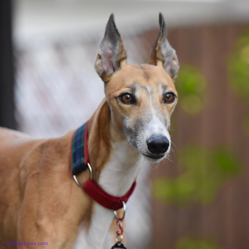 most elegant dog breeds :Greyhound