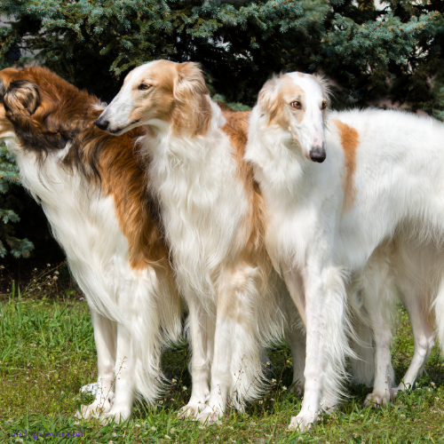 most elegant dog breeds :Borzoi