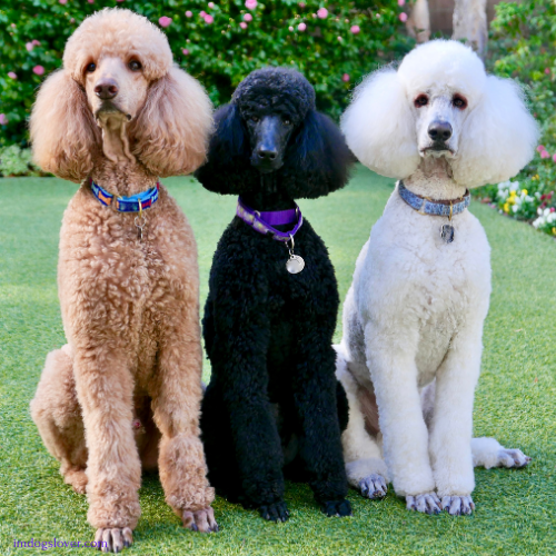 most elegant dog breeds :Poodle