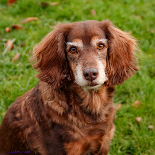 most elegant dog breeds :Irish Setter