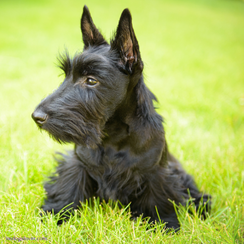 most elegant dog breeds :	Scottish Terrier