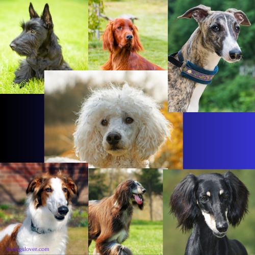 most elegant dog breeds