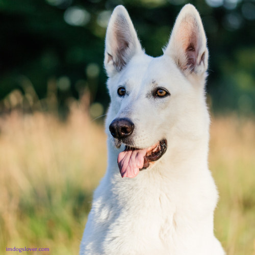 White German Shepherd