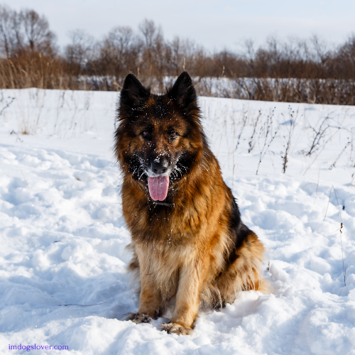 types of German Shepherds