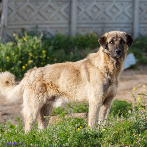 Female German Shepherd