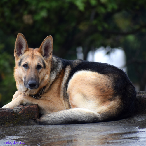 Are German Shepherds Good with Kids?