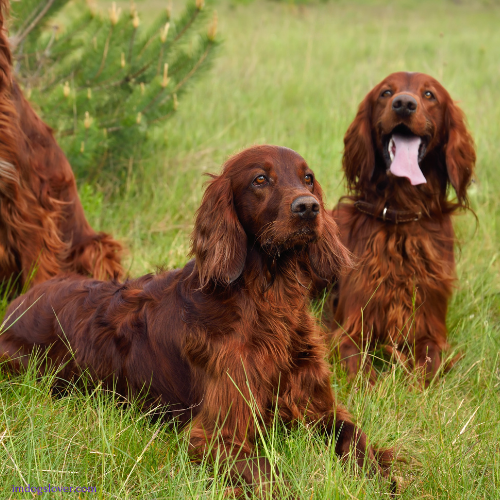 Irish Setter