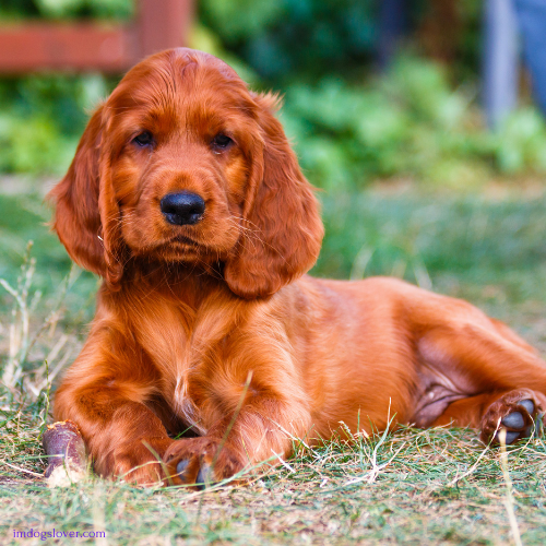 Irish Setter