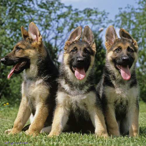 Are German Shepherds Naturally Protective?