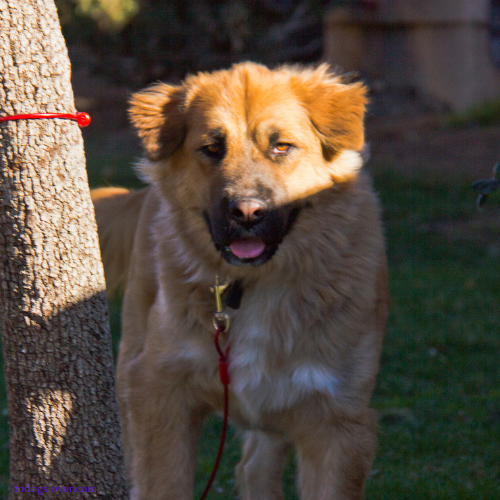 Golden Retriever German Shepherd Mix