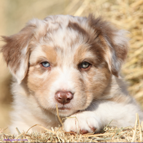 Golden Retriever German Shepherd Mix