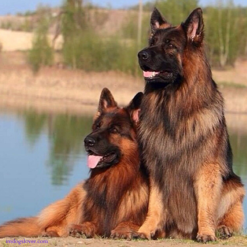 Red German Shepherd puppy