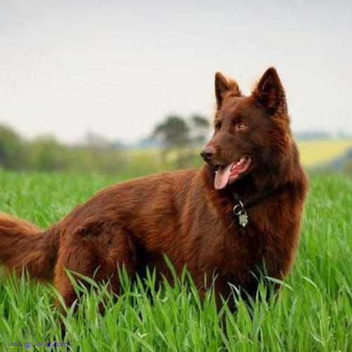 Red German Shepherd