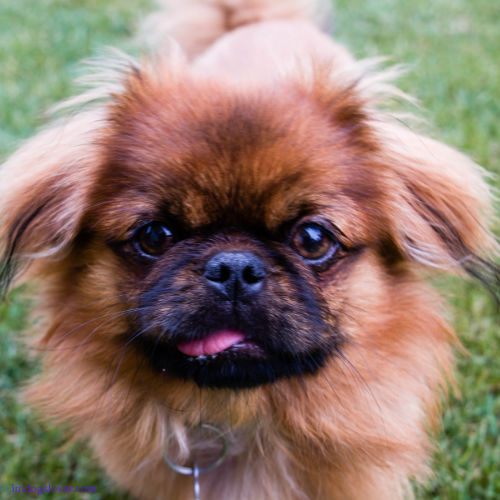 Pekingese puppy