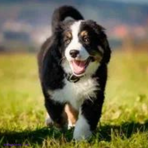 Mini Bernese Mountain Dog