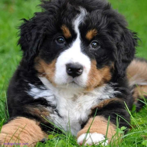 Mini Bernese Mountain Dog