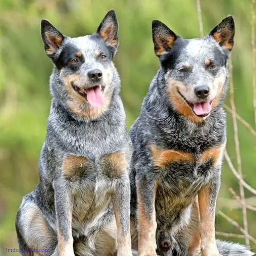 Mini Cattle Dog