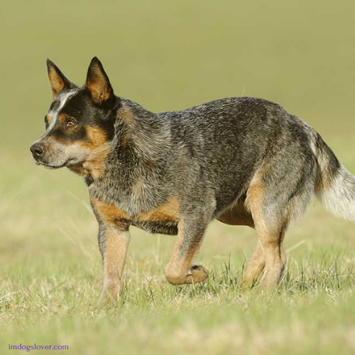 Mini Cattle Dog