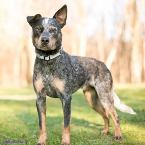 Mini Heeler Dog