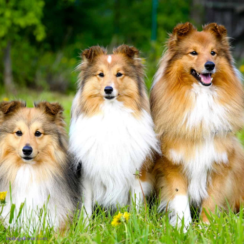 mini sheltie puppies