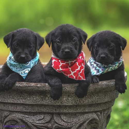 mini lab puppies