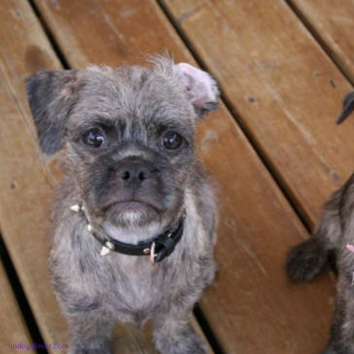 French Bulldog and Poodle Mix