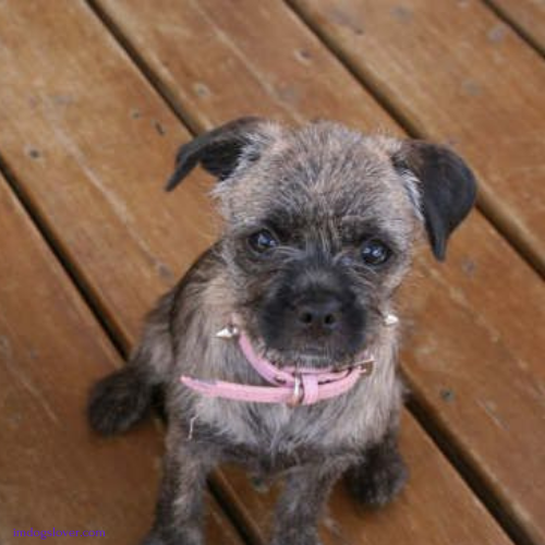 French Bulldog and Poodle Mix 