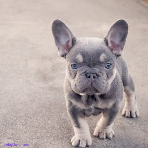 mini french bulldogs