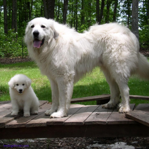 Italian Sheepdog puppies