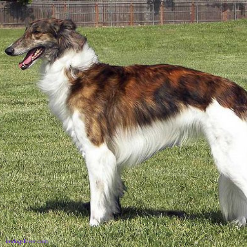 Silken Windhound puppies