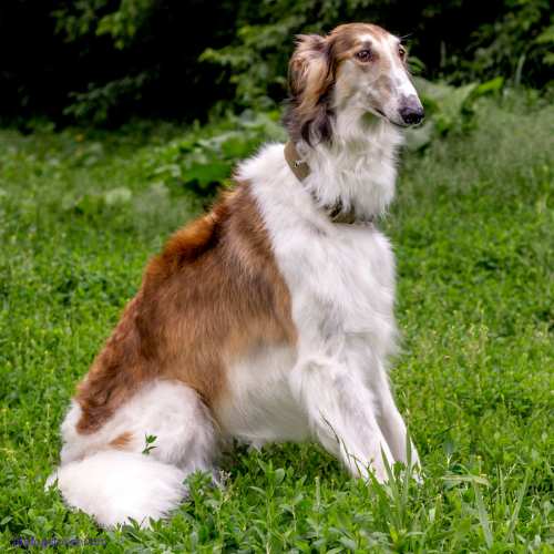 Silken Windhound puppies