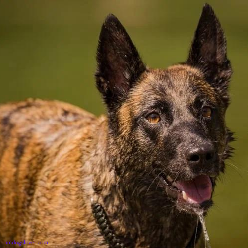 Belgian Malinois German Shepherd mix