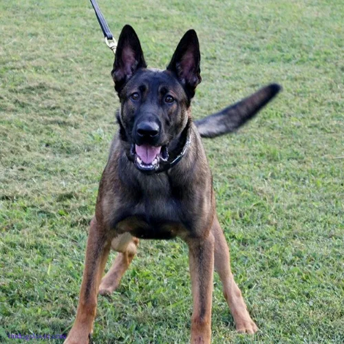 Belgian Malinois German Shepherd mix