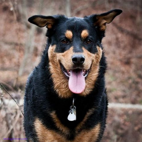 German Shepherd Rottweiler mix