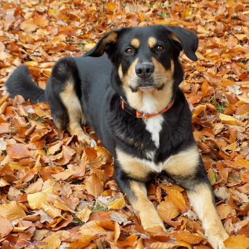 German Shepherd Rottweiler mix