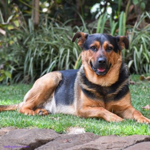 German Shepherd Rottweiler mix