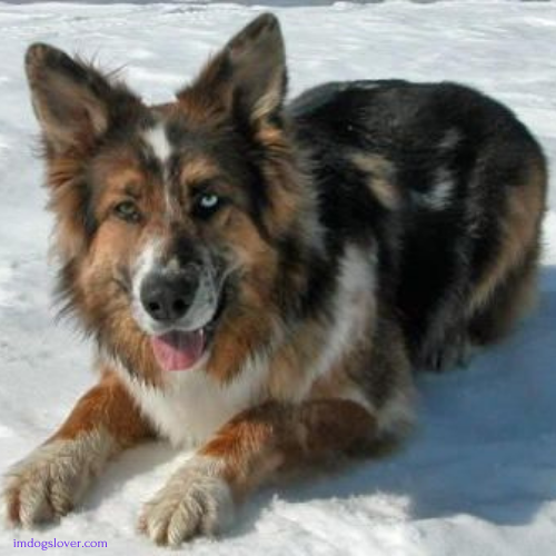 australian shepherd and german shepherd mix