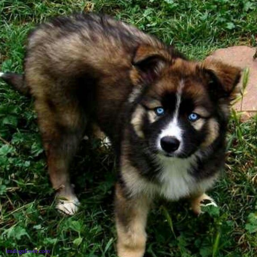 Husky German Shepherd mix