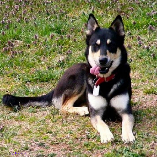 Husky German Shepherd mix