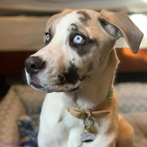 great dane and husky mix