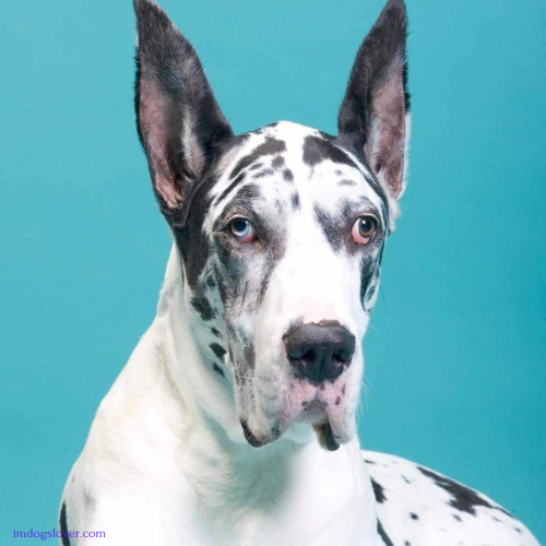 Great Dane And Husky mix