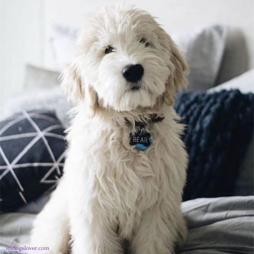 golden retriever labradoodle