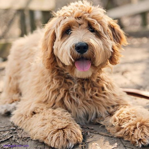 golden retriever labradoodle