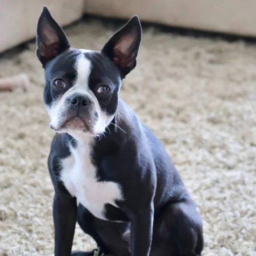 Frenchie and Boston Terrier Mix