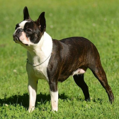 Frenchie and Boston Terrier Mix