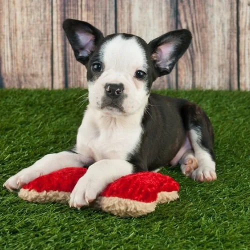 Frenchie and Boston Terrier Mix